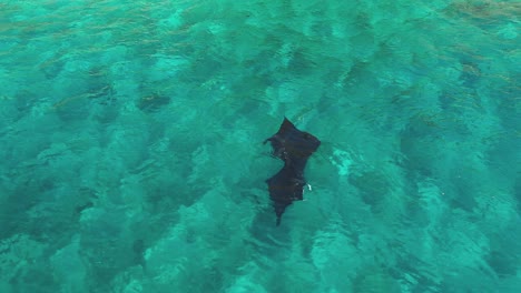 Excellent-Aerial-Shot-Of-Two-Manta-Rays-Swimming-In-Indonesia