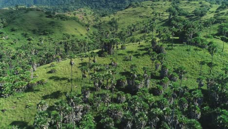 Excelente-Toma-Aérea-De-árboles-Altos-Y-Vegetación-En-La-Isla-Rinca-En-El-Parque-Nacional-De-Komodo,-Indonesia