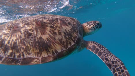 Ausgezeichnete-Nahaufnahme-Einer-Schildkröte,-Die-In-Indonesien-Schwimmt