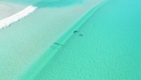 Ausgezeichnete-Luftaufnahme-Von-Delfinen,-Die-In-Der-Beerenbucht-Der-Halbinsel-Yorke-In-Australien-Schwimmen
