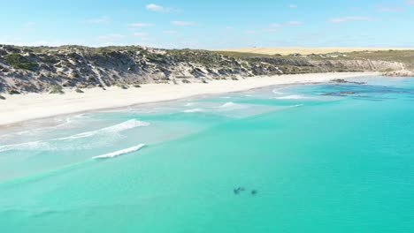 Excellent-Aerial-Shot-Of-Dolphins-Swimming-Off-The-Coast-Of-Yorke-Peninsula,-Australia-In-Berry-Bay