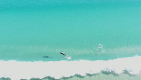 Excellent-Aerial-Shot-Of-Dolphins-Swimming-Through-A-Rip-Curl-Wave-In-Berry-Bay,-Yorke-Peninsula,-Australia