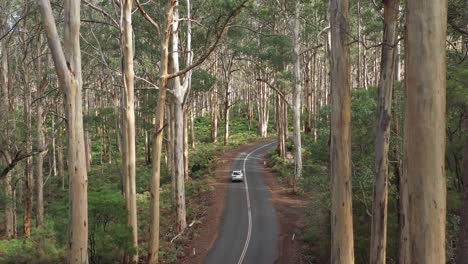 Excellent-Aerial-Shot-Of-A-Car-Driving-Through-The-Boranup-Forest-In-Western-Australia