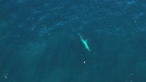 Hervorragende-Luftaufnahme-Eines-Großen-Blauwals,-Der-Sich-Vor-Der-Küste-Westaustraliens-Befreit