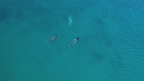 Excellent-Aerial-Shot-Of-Great-Blue-Whales-Breaching-The-Waters-Near-Augusta,-Australia
