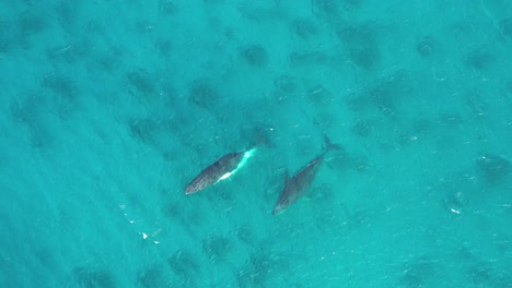 Hervorragende-Luftaufnahme-Von-Großen-Blauwalen,-Die-Die-Gewässer-In-Der-Nähe-Von-Augusta,-Australien,-Durchbrechen