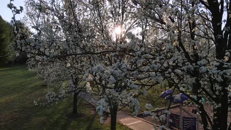 Ausgezeichnete-Luftaufnahme-Von-Kirschbäumen-In-Einem-Park-In-Bethesda,-Maryland