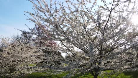 Ausgezeichnete-Drehansicht-Aus-Der-Luft-Von-Kirschbäumen-In-Einem-Park-In-Bethesda,-Maryland