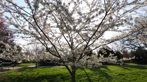 Ausgezeichnete-Luftaufnahme-Eines-Kirschbaums-In-Einem-Park-In-Bethesda,-Maryland