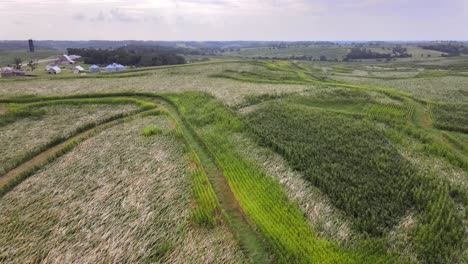 Aerial-Drone-Video-Of-Rich,-Green-Rural,-Agrarian-Agricultural-Farmland-Corn-And-Bean-Midwest-Heartland-Of-Iowa