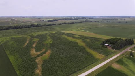 Video-De-Drones-Aéreos-Daños-Causados-Por-El-Viento-En-Cultivos-Agrícolas-Rurales-Y-Agrarios-Y-Tierras-De-Cultivo-En-El-Corazón-Del-Medio-Oeste-De-Iowa