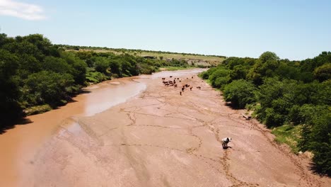 Luftaufnahme-über-Kühe-Oder-Rinder,-Die-Auf-Einem-Schlammigen-Cacadu-Fluss-In-Der-Bezirksgemeinde-Chris-Hani-In-Südafrika-Grasen