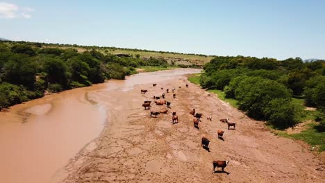 Antena-Sobre-Vacas-O-Ganado-Pastando-En-Un-Fangoso-Río-Cacadu-En-El-Municipio-Del-Distrito-De-Chris-Hani-De-Sudáfrica