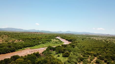 Aerial-Over-Cows-Or-Cattle-Grazing-On-A-Muddy-Cacadu-River-And-Vast-Landscapes-In-Chris-Hani-District-Municipality-Of-South-Africa