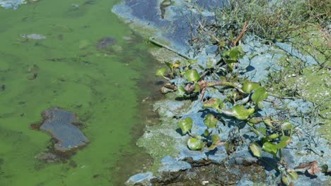 Algae-Grows-In-A-Bog-In-Florida