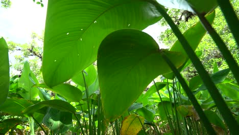 Alligator-Flag-Plants-Grow-In-The-Everglades,-Florida
