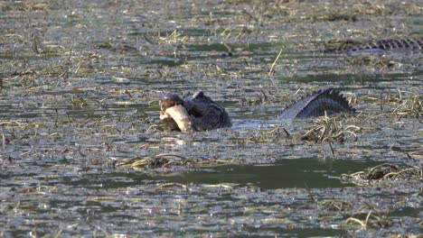 A-Lone-Alligator-Eats-A-Fish-In-A-Muddy-Bog-Of-The-Everglades,-Florida