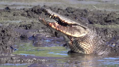 Ein-Alligator-Frisst-Einen-Fisch-In-Einem-Schlammigen-Sumpf-Der-Everglades,-Florida