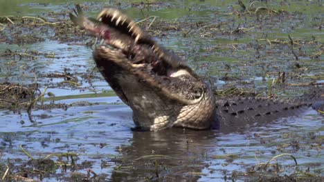 A-Lone-Alligator-Eats-A-Fish-In-A-Muddy-Bog-Of-The-Everglades,-Florida