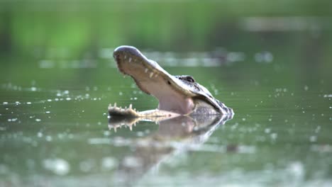 Ein-Alligator-öffnet-Seine-Kiefer,-Während-Er-In-Den-Everglades-Von-Florida-Schwimmt