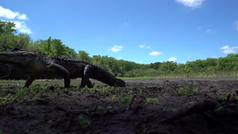 Ein-Alligator-Steht-Auf-Und-Geht-In-Den-Everglades-Von-Florida-Spazieren