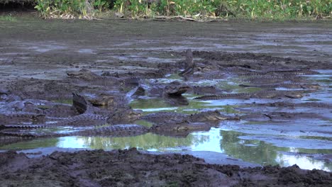 Eine-Ansammlung-Von-Alligatoren-Brüllt-Im-Schlamm-Der-Everglades-Von-Florida