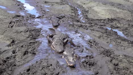 Alligators-Crawl-Through-A-Mud-Hole-In-The-Florida-Everglades
