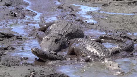 Alligators-Crawl-Over-Each-Other-Through-A-Mud-Hole-In-The-Florida-Everglades
