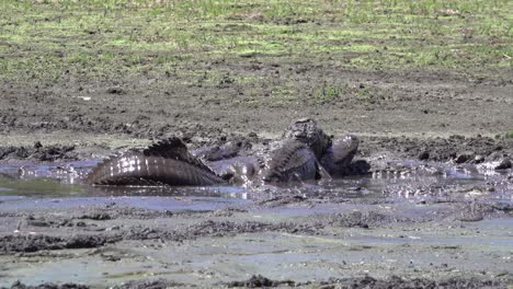 Alligatoren-Paaren-Sich-Im-Schlamm-Der-Florida-Everglades