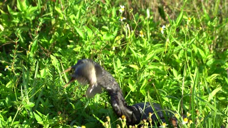 An-Anhinga-Bird-Swallows-An-Enormous-Live-Fish-Whole-As-It-Flaps-For-Life