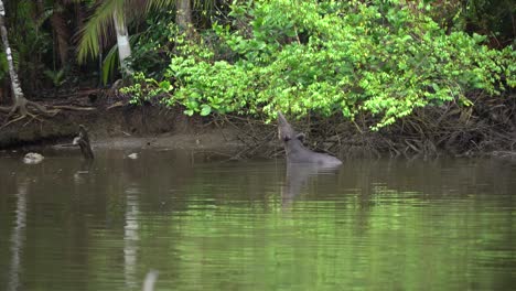Ein-Baird-Tapir-Frisst-Pflanzen-Entlang-Eines-Flussufers