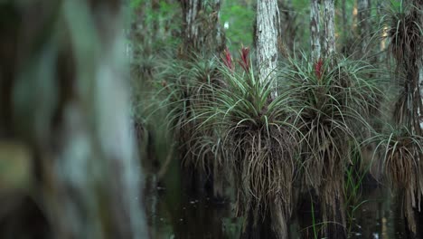 Bromeliads-Grow-In-The-Florida-Everglades