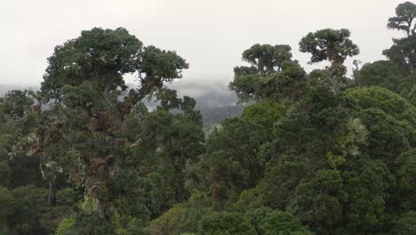 Excelente-Toma-Aérea-De-Una-Selva-Tropical-Nublada-En-Costa-Rica