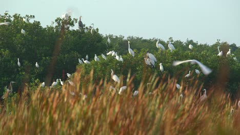 Una-Colonia-De-Pájaros-Ibis-Blancos-Vuela-Y-Anida-En-Los-Everglades-De-Florida