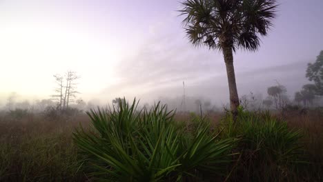 Palmen-Und-Blätter-Im-Morgengrauen-In-Den-Everglades-Von-Florida