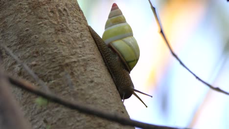 Close-Up-Of-A-Tree-Snail-Crawling-Down-A-Tree-In-The-Florida-Everglades