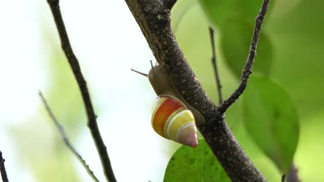 Close-Up-Of-A-Colorful-Tree-Snail-Moving-Along-A-Branch-In-The-Florida-Everglades