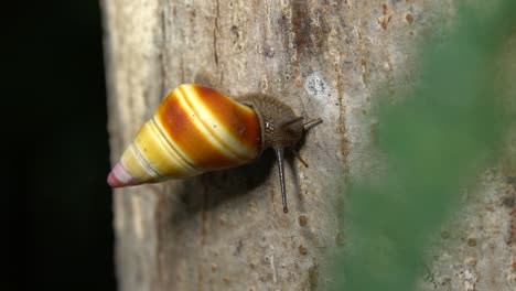 Close-Up-Of-A-Colorful-Tree-Snail-Moving-Across-A-Tree-Trunk-In-The-Florida-Everglades