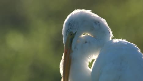 Close-Up-Of-A-Great-Egret-Preening-In-Florida