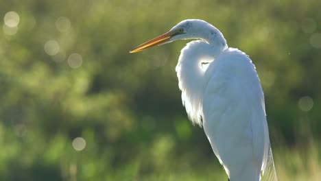 A-Great-Egret-Preens-In-Florida