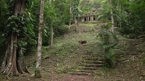 Ruinas-Mayas-En-Un-Bosque-De-Yaxchillan,-México