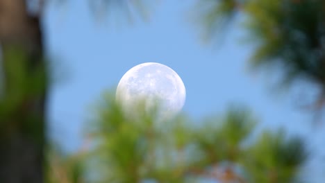 Close-Up-Of-The-Moon-Moving-Across-The-Sky-As-Seen-Through-Pine-Trees