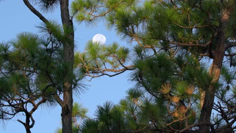 The-Moon-Moves-Across-The-Sky-As-Seen-Through-Pine-Trees