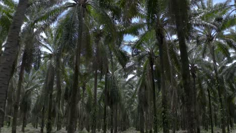A-Palm-Oil-Plantation-In-Florida