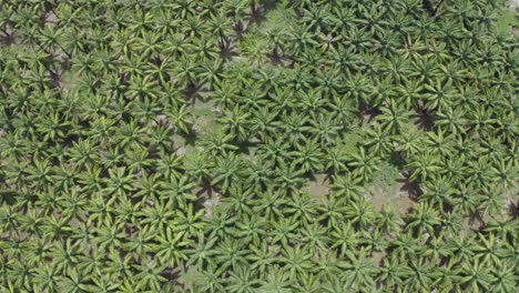 Excellent-Aerial-Shot-Of-A-Palm-Oil-Plantation-In-Florida