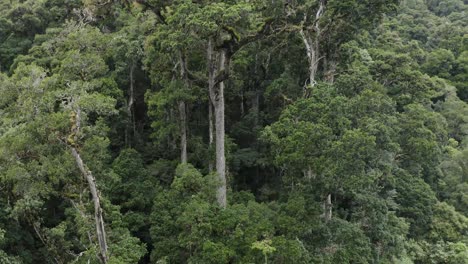 Excellent-Aerial-Shot-Of-Tall-Trees-In-A-Costa-Rican-Rainforest