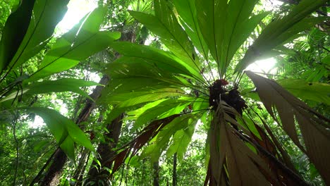 Die-Sonne-Scheint-Durch-Das-Unterholz-Eines-Costaricanischen-Regenwaldes