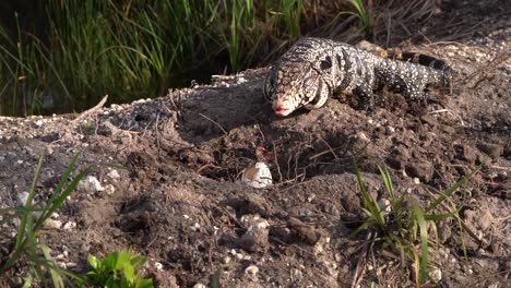 A-Tegu-Checks-Out-An-Abandoned-Nest-Of-Eggs-In-Florida