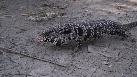 A-Tegu-Lizard-Crawls-On-Arid-Land-In-Florida
