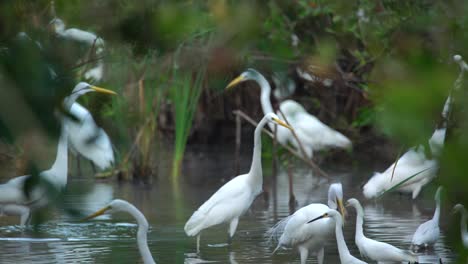 Great-White-Egrets-Eat-Fish-In-The-Florida-Everglades